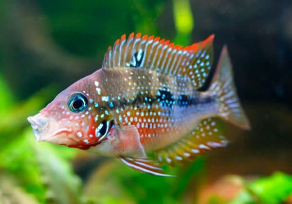 Цихлазома Элиота - удивительная рыбка 
