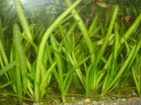 Валлиснерия - растение в аквариуме