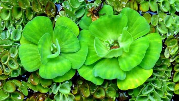 Пистия - красивое аквариумное растение