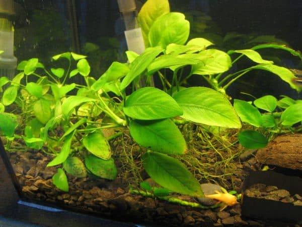 Анубиас - прекрасное растение в аквариуме