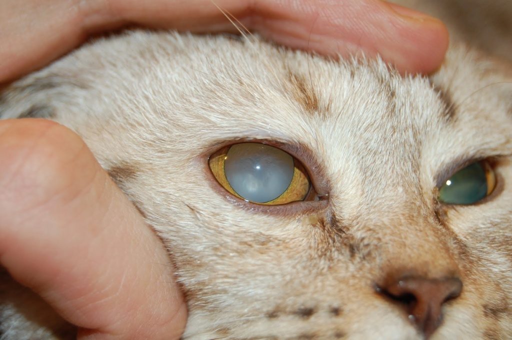 Катаракта у кошек симптомы и лечение фото