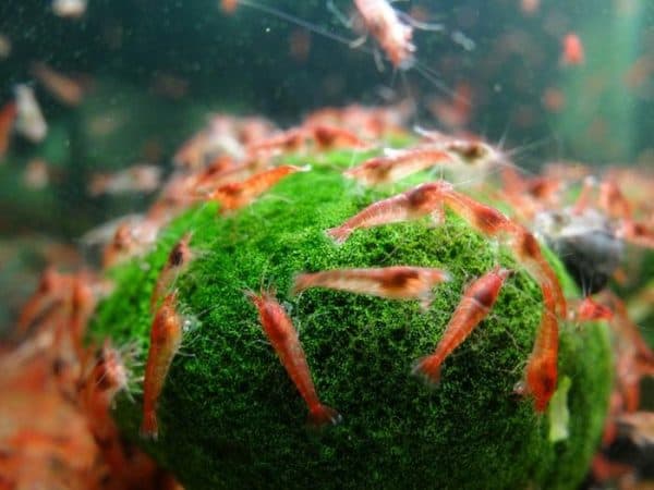 Удивительные аквариумные креветки