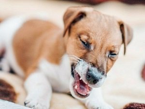 аспирационная пневмония у собак