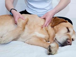 инсульт у собаки симптомы лечение