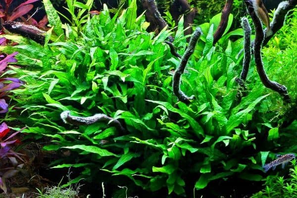 Папоротник таиландский - красивое аквариумное растение