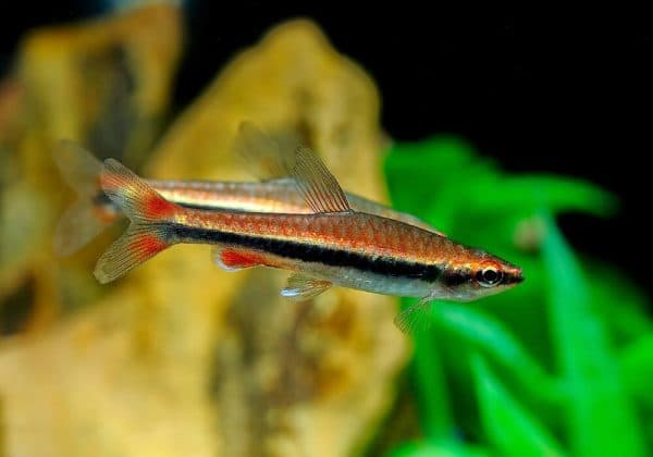 Нанностомус бекфорда - красивая рыбка в аквариуме