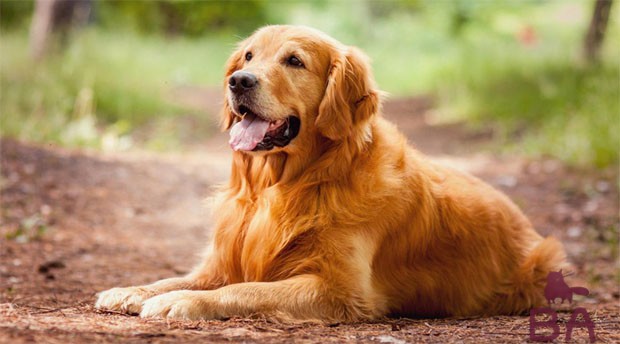 ТОП-10 самых умных пород собак
