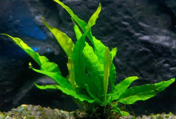 Папоротник таиландский - прекрасное аквариумное растение