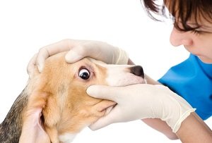глаукома у собаки лечение какие капли нужно