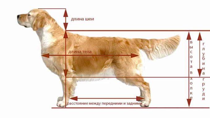 правила измерения собаки
