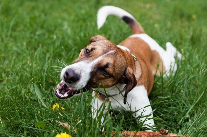 можно ли собакам есть траву на улице