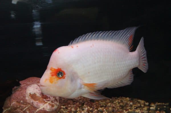Цитроновая цихлазома - аквариумная рыбка