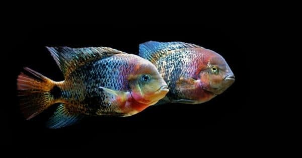 Радужная цихлазома - аквариумная рыбка