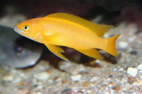 Лампрологус апельсиновый - прекрасная рыбка в аквариуме