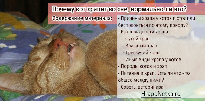 Почему кот храпит во сне, нормально ли это?
