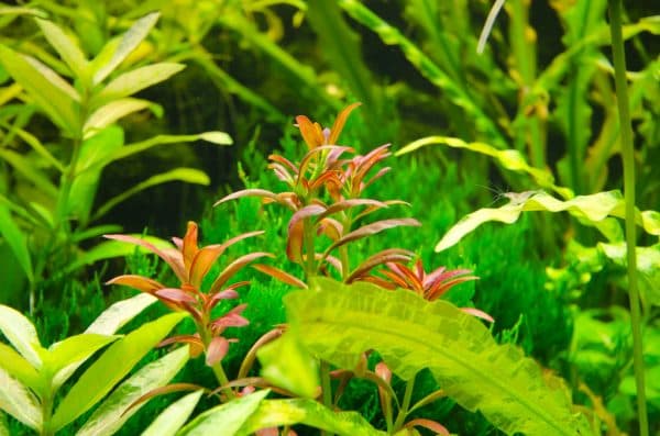 Аммания - прекрасное растение в аквариуме