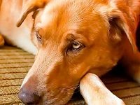 болезни печени у собак