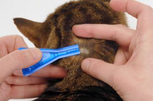 Капли от глистов на холку для кошек: способ нанесения, эффективность