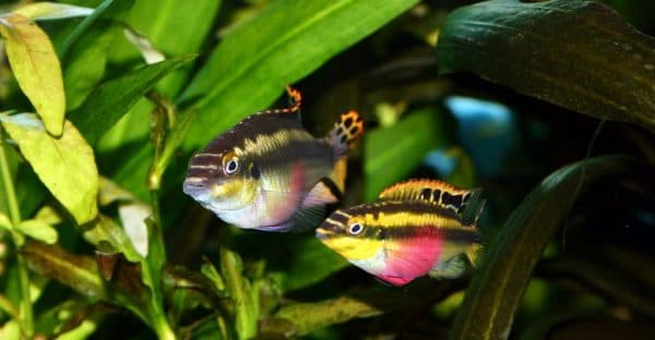Пельвикахромис пульхер - красивая рыбка
