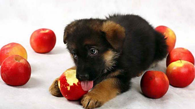 собаке можно яблоко