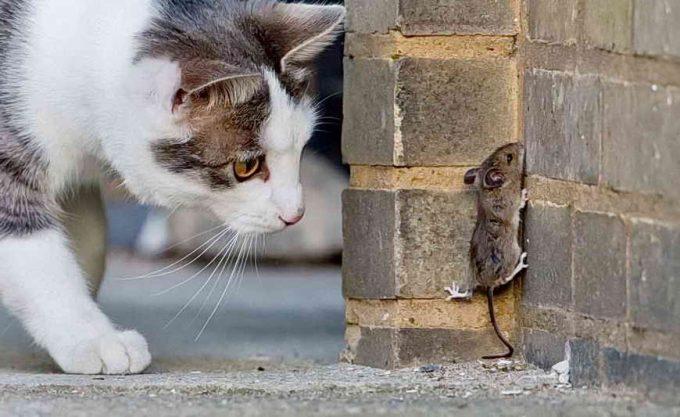 какие кошки лучше ловят мышей