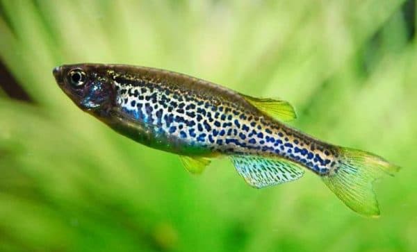 Данио рерио - аквариумная рыбка