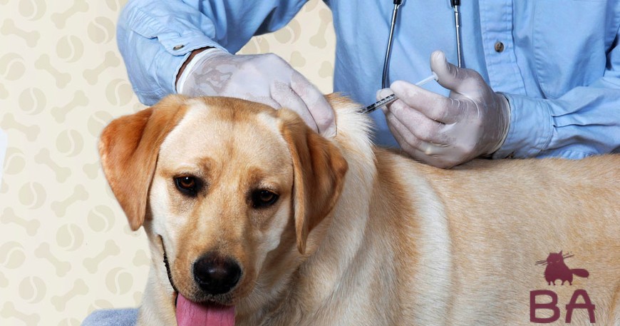 Прививки собакам для чего нужны и когда нужно их делать?