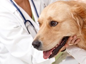 дирофиляриоз у собак симптомы