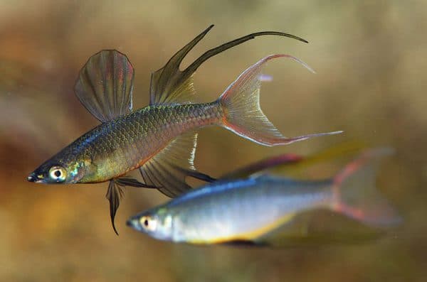 Ириатерина Вернера - удивительная рыбка для аквариума