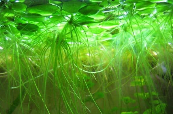 Лимнобиум - прекрасное аквариумное растение