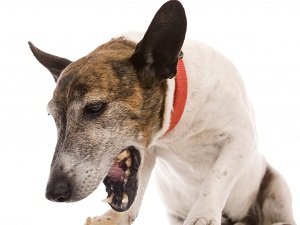 питомниковый кашель у собак симптомы