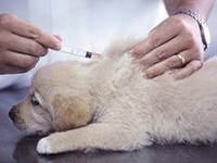 прививка от бешенства собаке