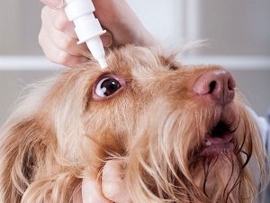 катаракта у собаки операция цена