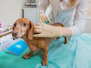 прививка нобивак для собак