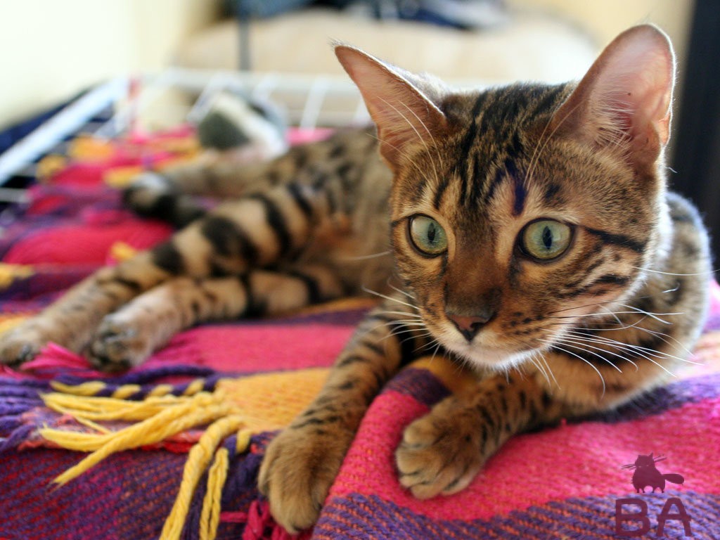 Порода кошек Арабская Мау характер, как ухаживать, особенности питания