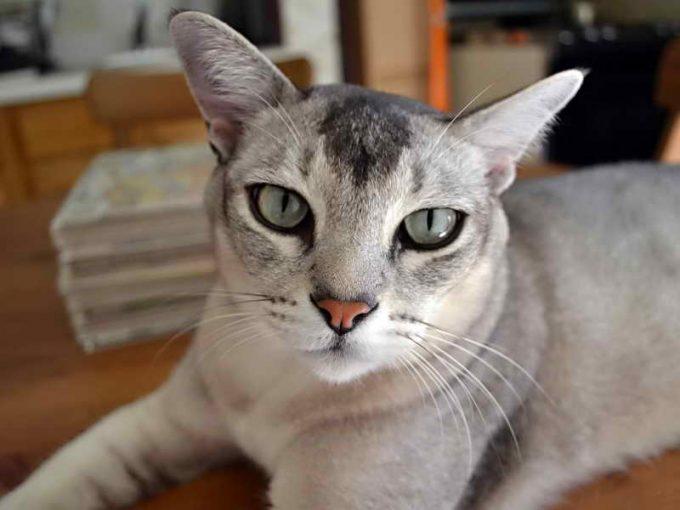 глаза кошки бурмиллы