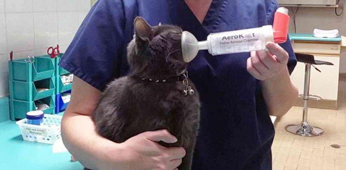 первая помощь кошке при астме