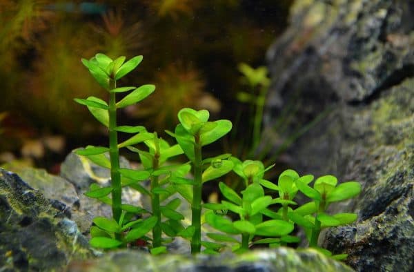 Аммания - красивое растение в аквариуме