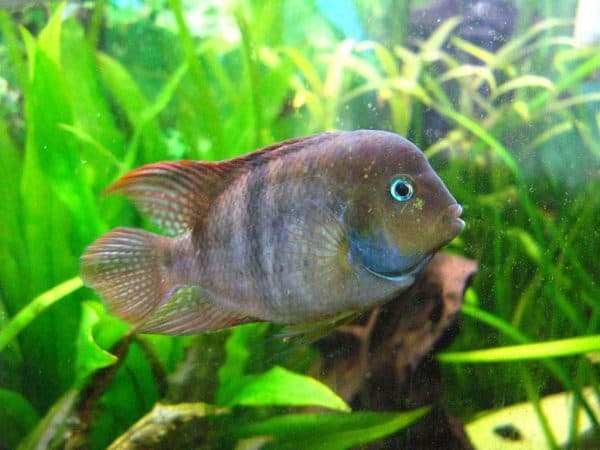 Цихлазома Седжика - прекрасная рыбка