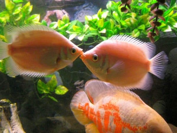 Гурами целующиеся - прекрасные рыбки 