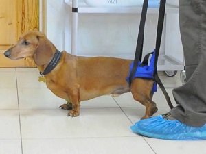 дископатия у собак лечение в домашних условиях