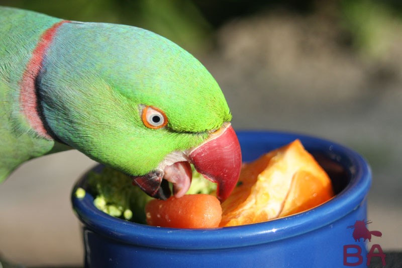 Попугай и овощи