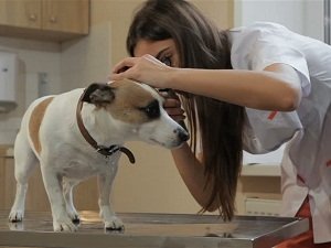 как почистить уши собаке дома
