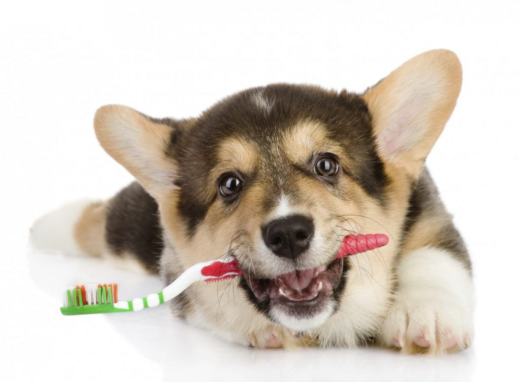 Профессиональная ультразвуковая чистка зубов собаке