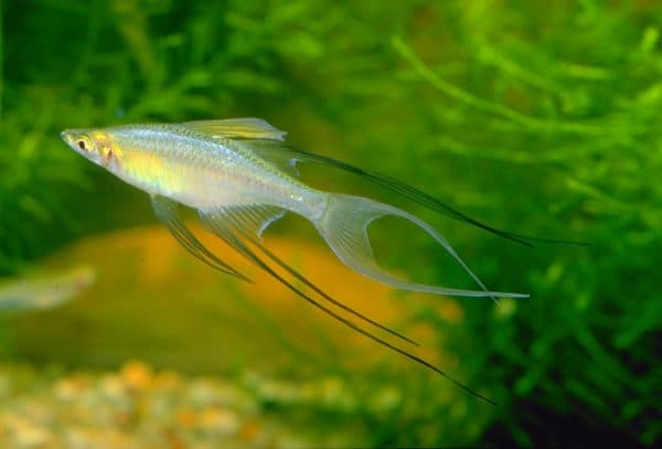Ириатерина Вернера - рыбка в аквариуме