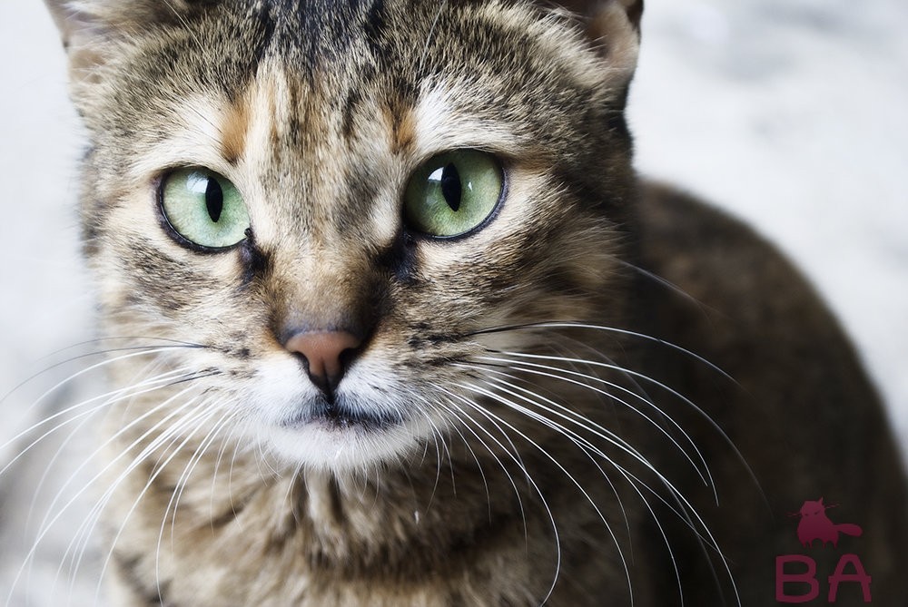 Особенности породы Анатолийской кошки, уход и воспитание