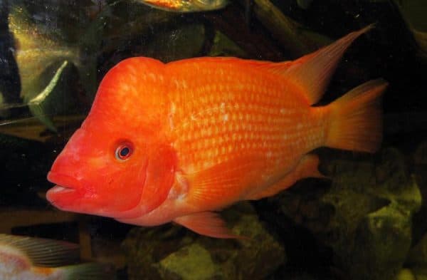 «Красный дьявол» аквариумная рыбка