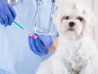 прививки для собак