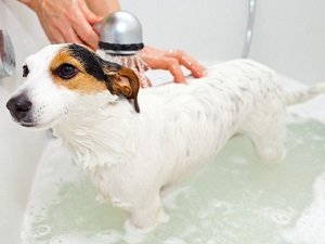 как правильно мыть собаку