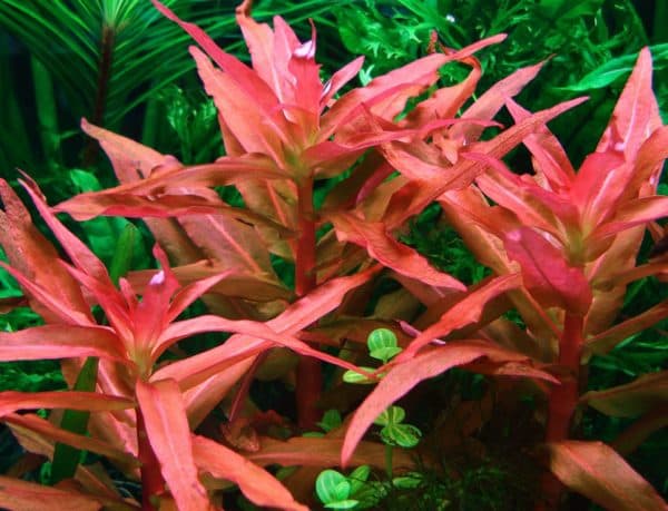 Аммания - удивительное растение для аквариуме